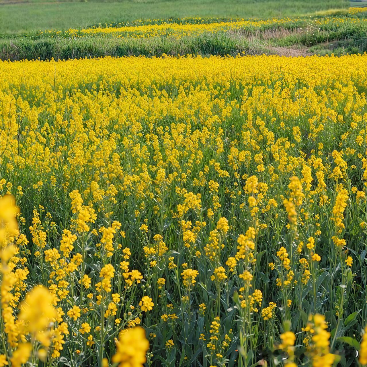 油菜花田简直是春天的宝藏美景。4月15日在闻喜县郭家庄镇东坪村，油菜花铺满层层梯