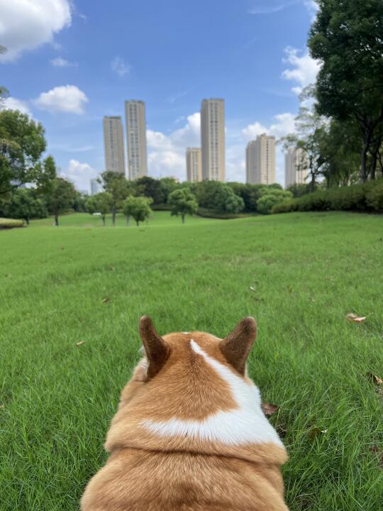 家附近十来个望不到边的大草皮。