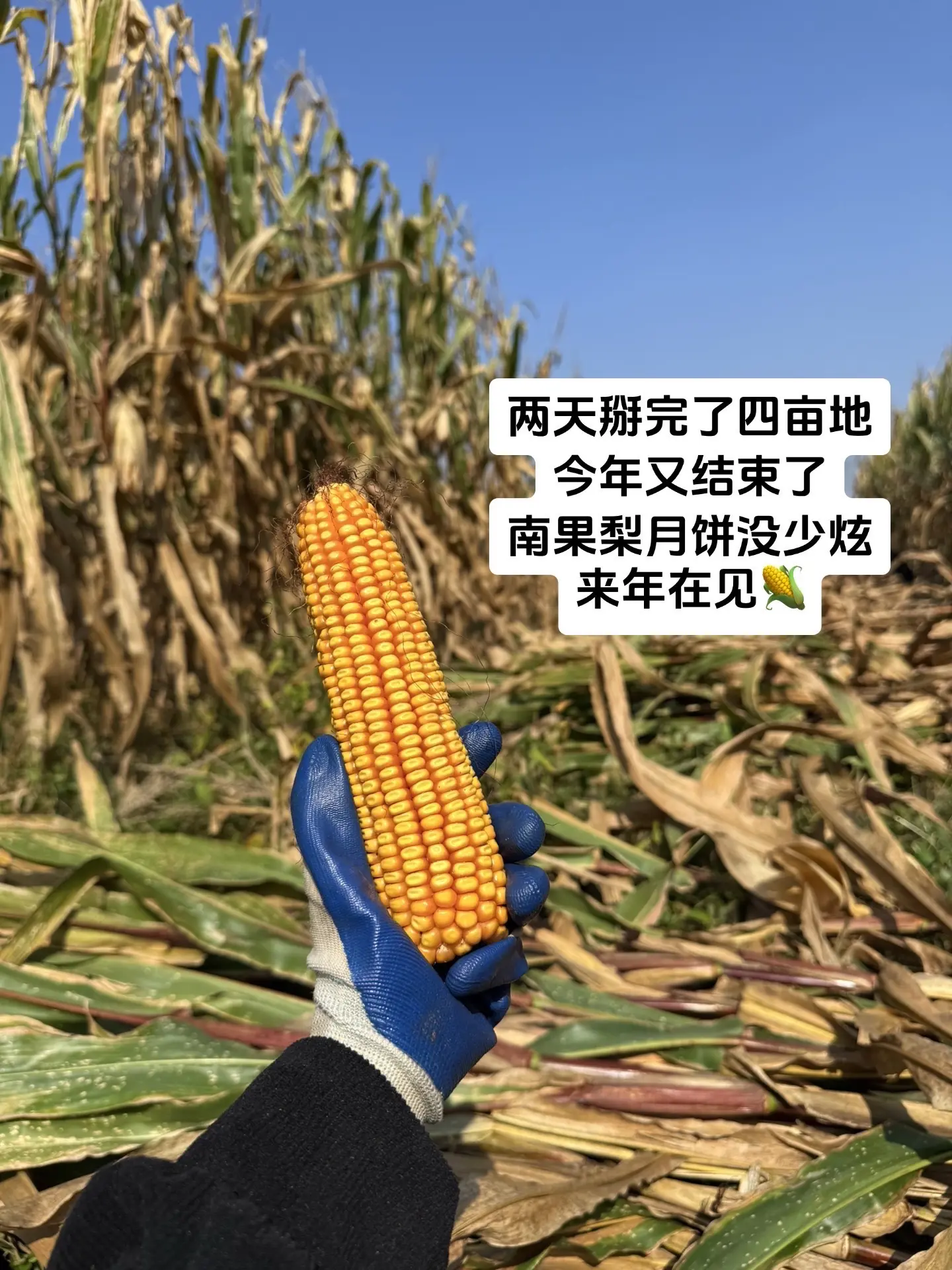 今年苞米我先拔到这了