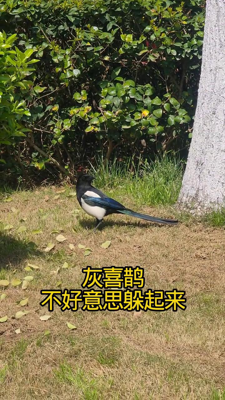 灰喜鹊。
不好意思躲起来。