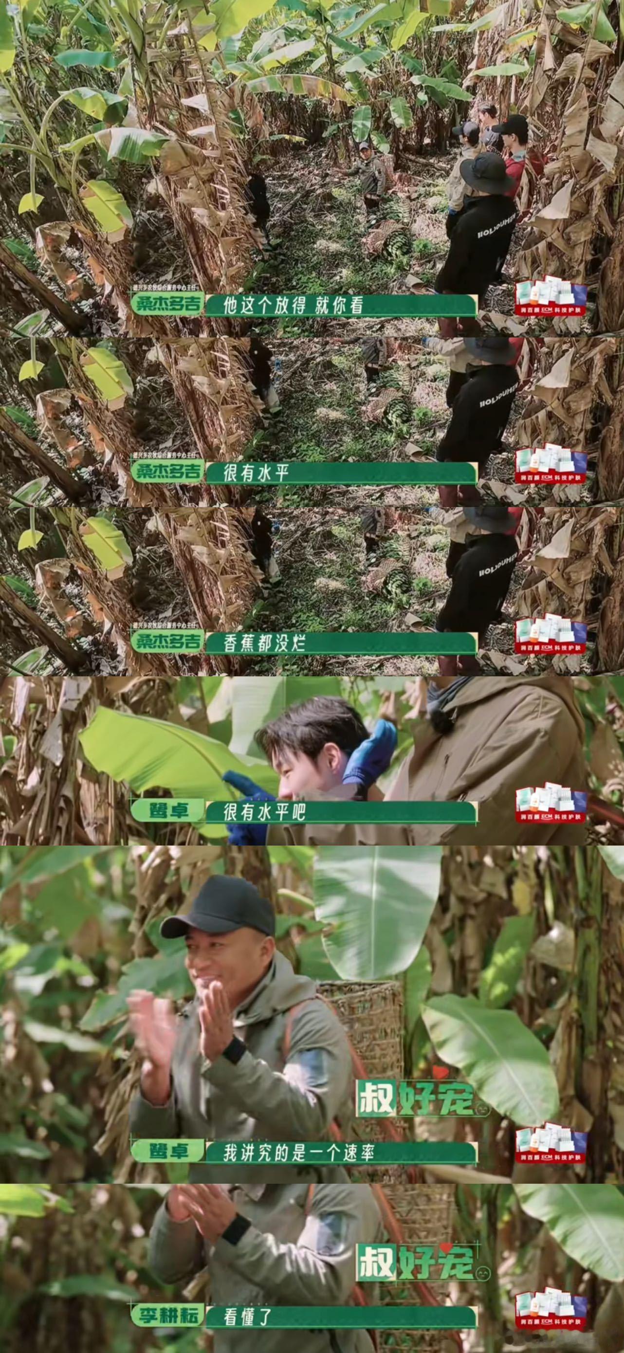 终于知道鹭卓为什么叫鹭十八了别人砍香蕉是优雅技术流，鹭卓砍香蕉是拼命体力流，画风