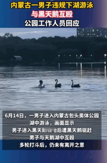 包头公园这回闹出天大乐子，大白天一名男子直接脱衣扎进景观湖里，闯进黑天鹅地盘被天
