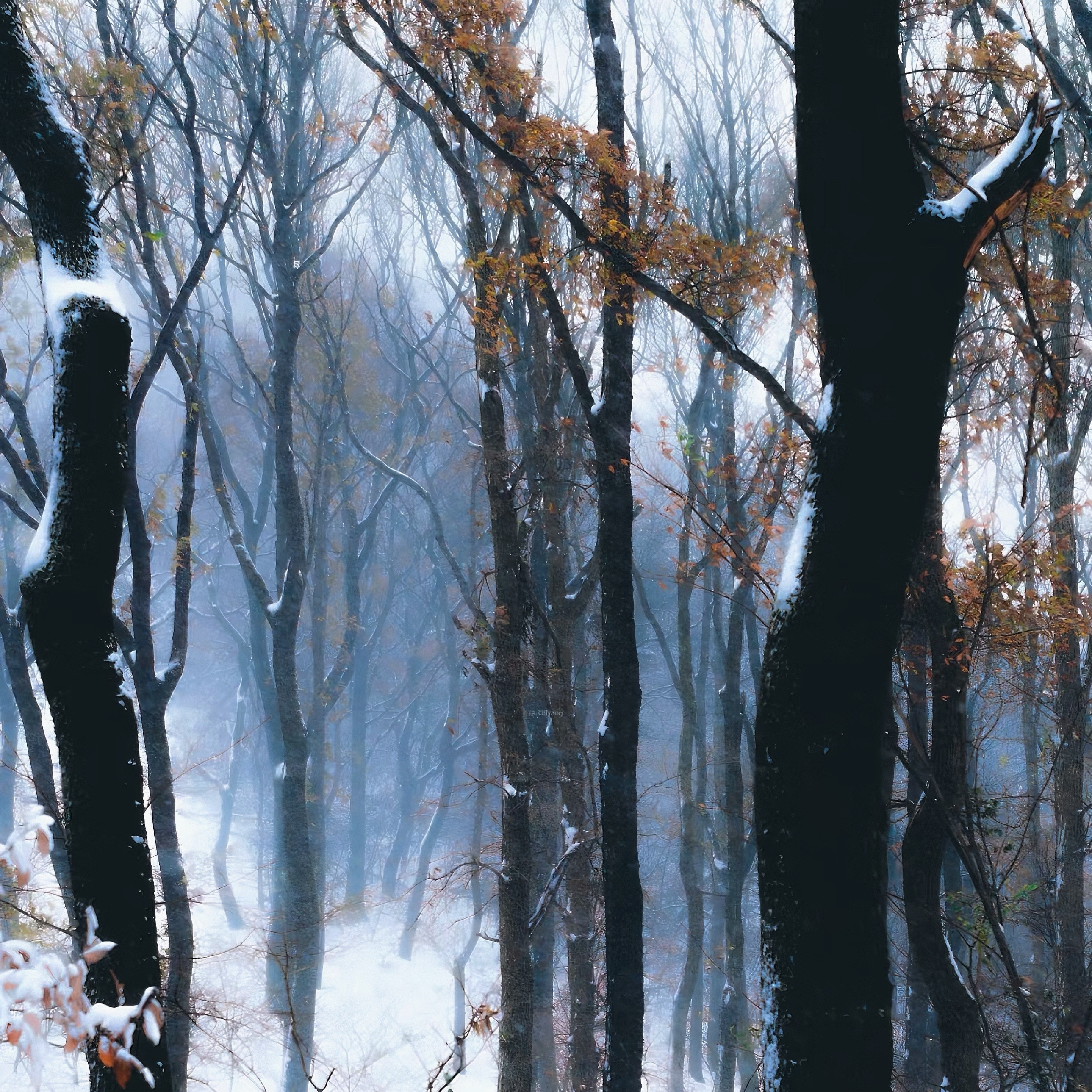 黑暗中跳舞的心脏叫做月亮 