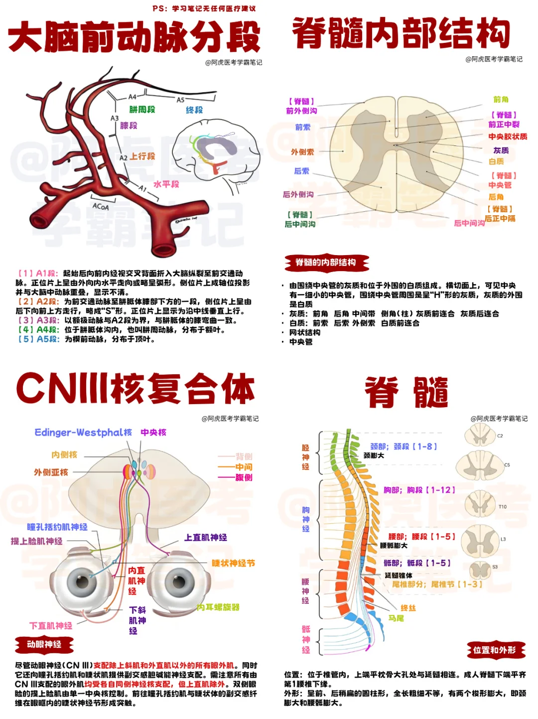 医学生笔记📒｜系统解剖学10👆