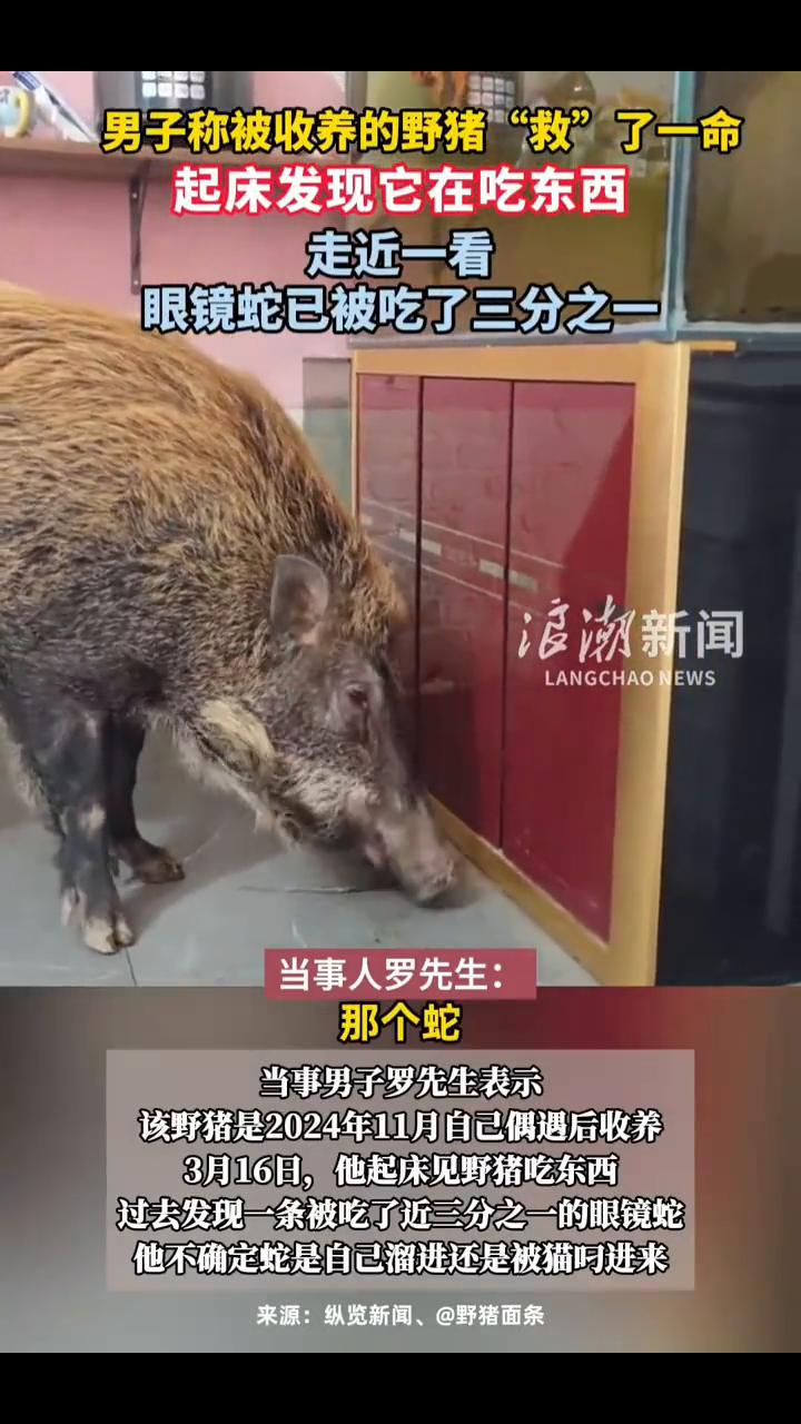 男子称被收养的野猪"救"了一命，起床发现它在吃东西，走近一看眼镜蛇已被吃了三分之