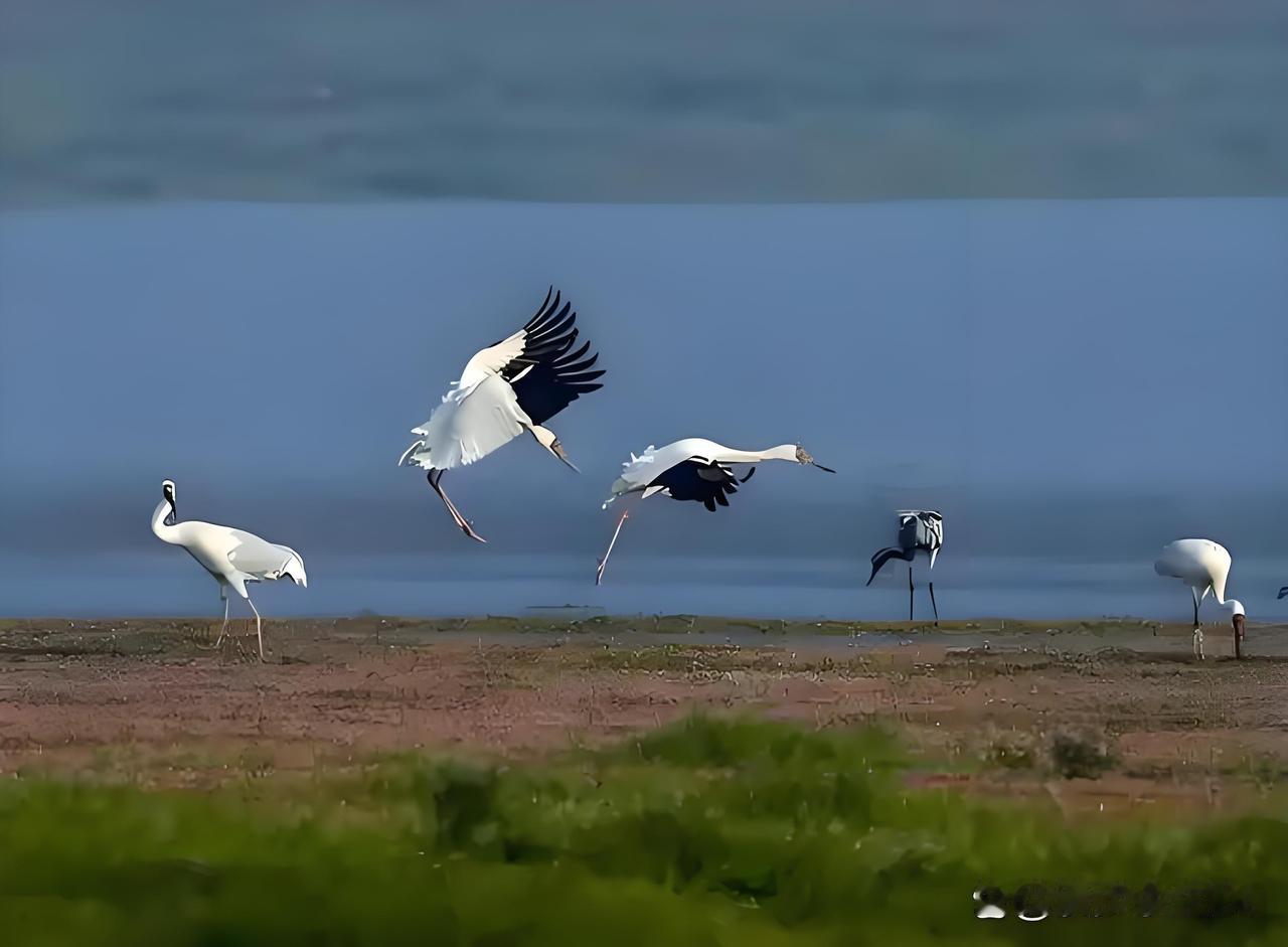 江西鄱阳湖可是冬候鸟的天堂。目前已到达的冬候鸟有60种超15万只。像白鹤、黑鹳、