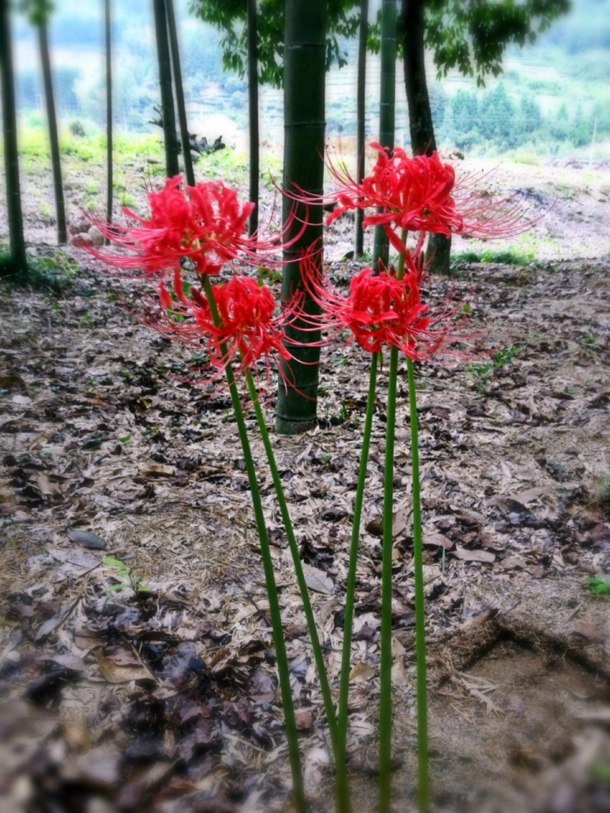 【文：天生彼岸花】
我折腾了一下午，移来移去终于摆好了镜头，确定了方位，当我再次