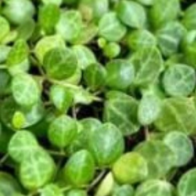 网纹草（红脉网纹，小众桌面观叶） 超详细种植方法1. 花盆：口径6-9cm小盆，