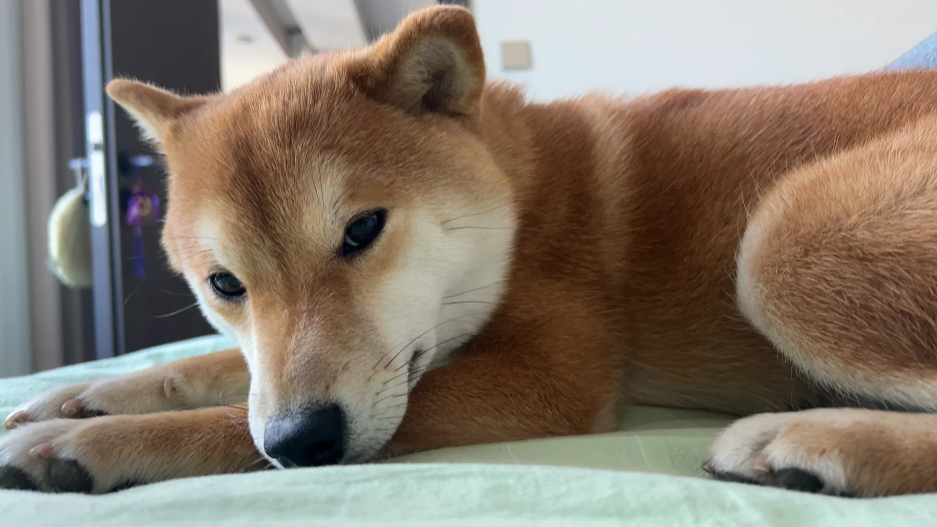 小臭狗狗