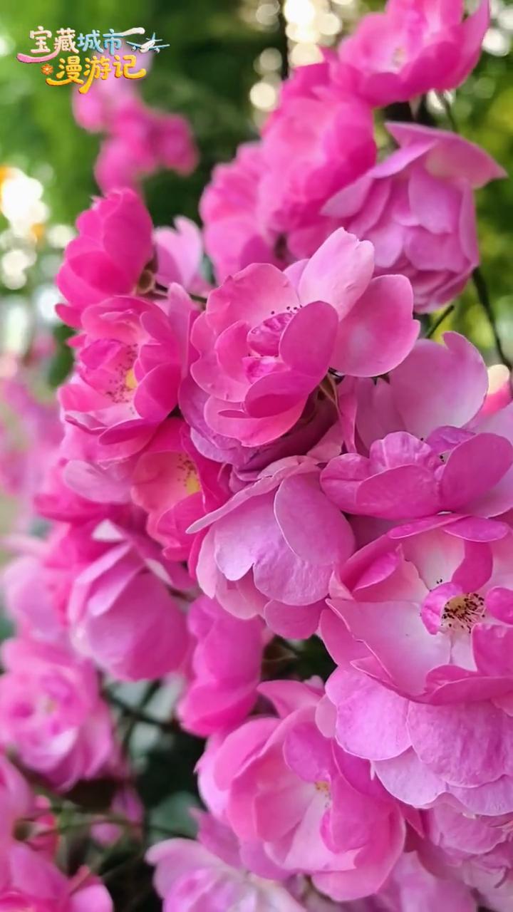 宝藏城市漫游记：招蜂引蝶情满开元湖。
洛阳这片蔷薇花海能否打动你的心海？