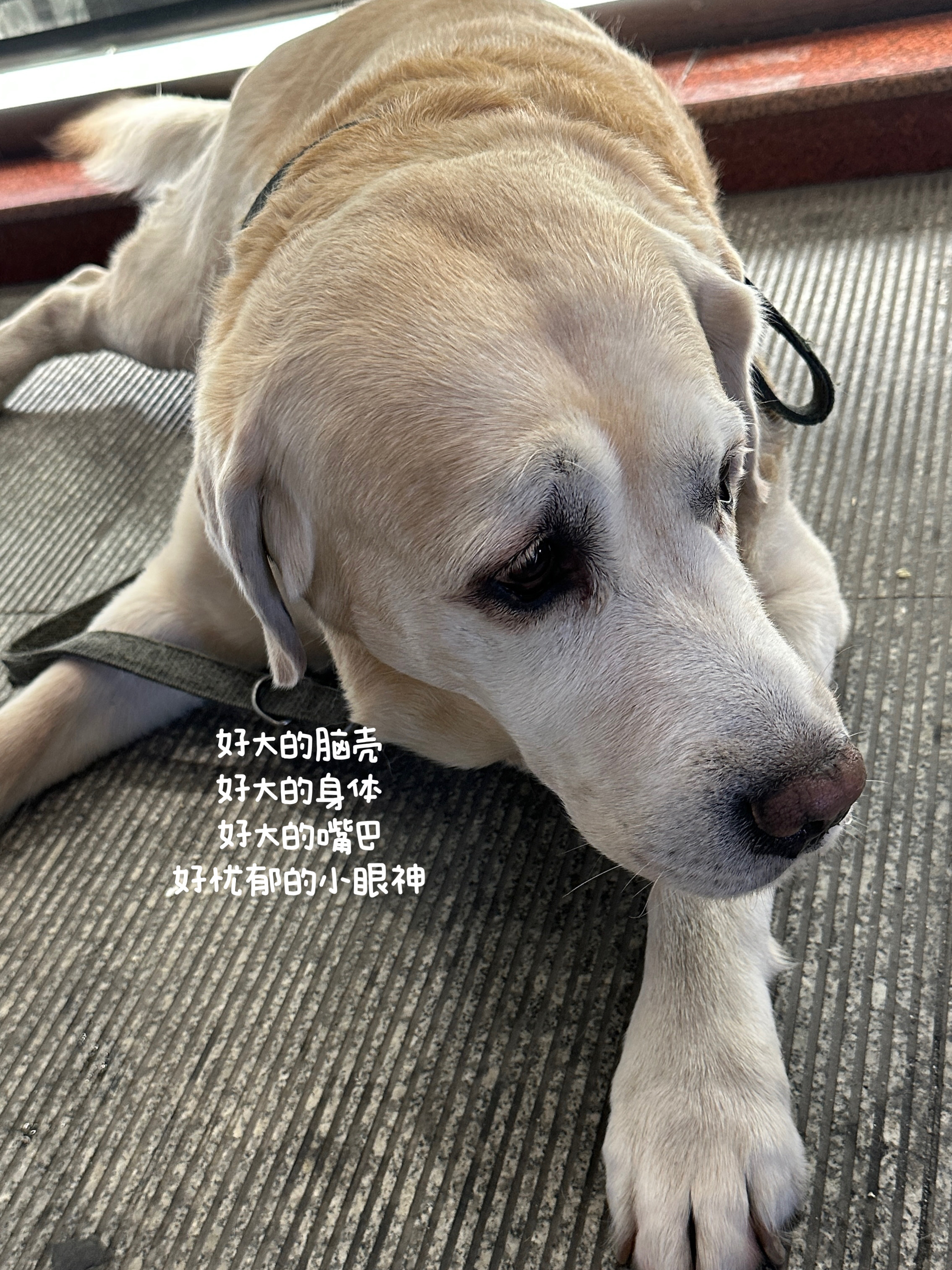 破烂日记*129给老年回忆人生攒素材中 