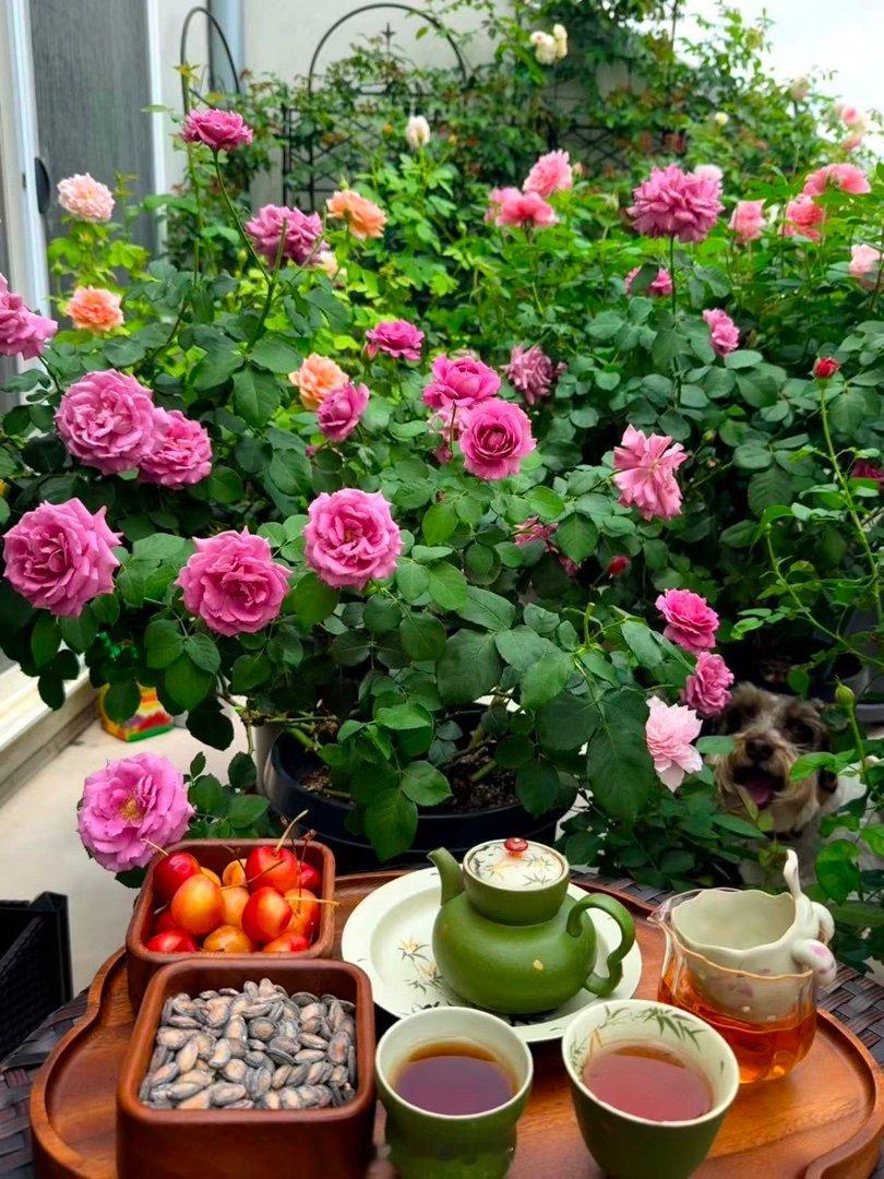 乖妈每天饮茶赏花图   乖妈摄影 