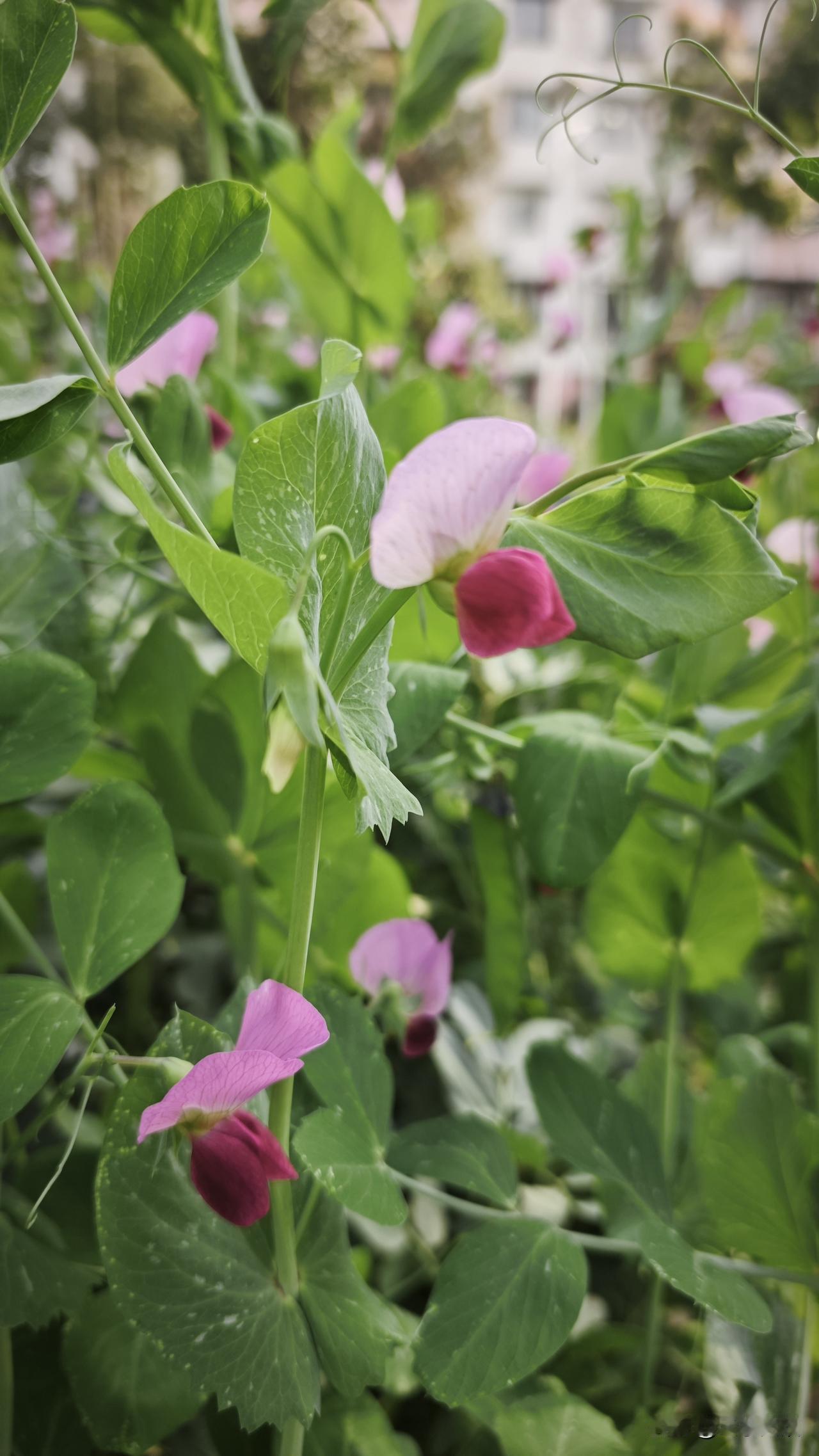 怎样在与父母和儿女相处的过程当中保持心平气和？我认为这是一件比较难的事情。因为如