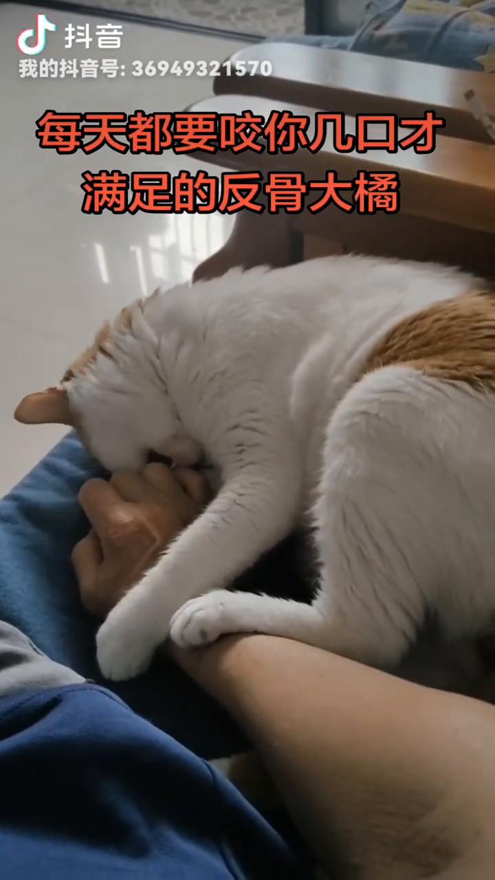 每天都要咬你几口才满足的反骨大橘。