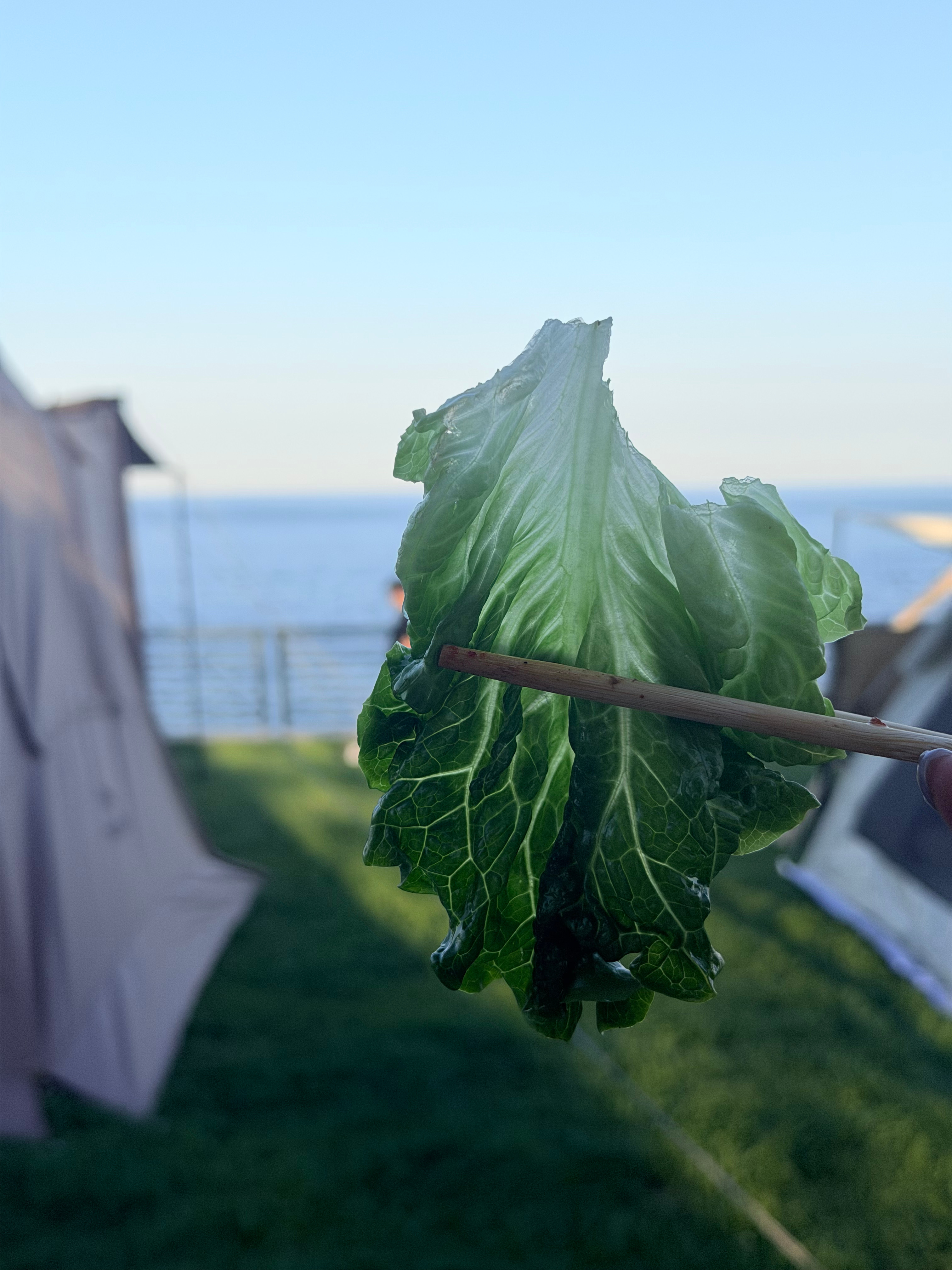 海景菜叶子打卡🥬 