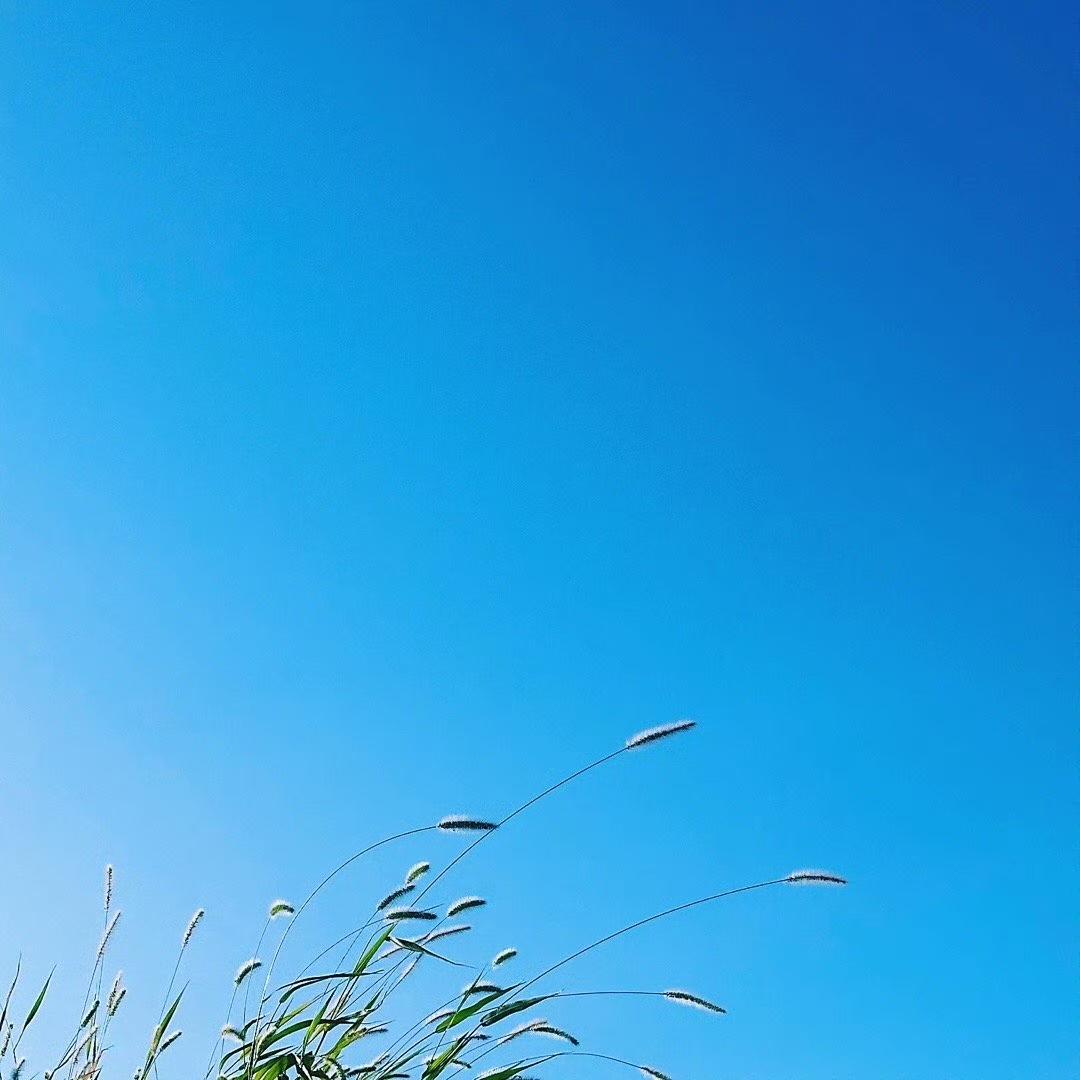 桂花香气像倾倒而下的蜂蜜，一种浓稠的流动感。

看罢桂花，临去时踮脚折下一枝，带