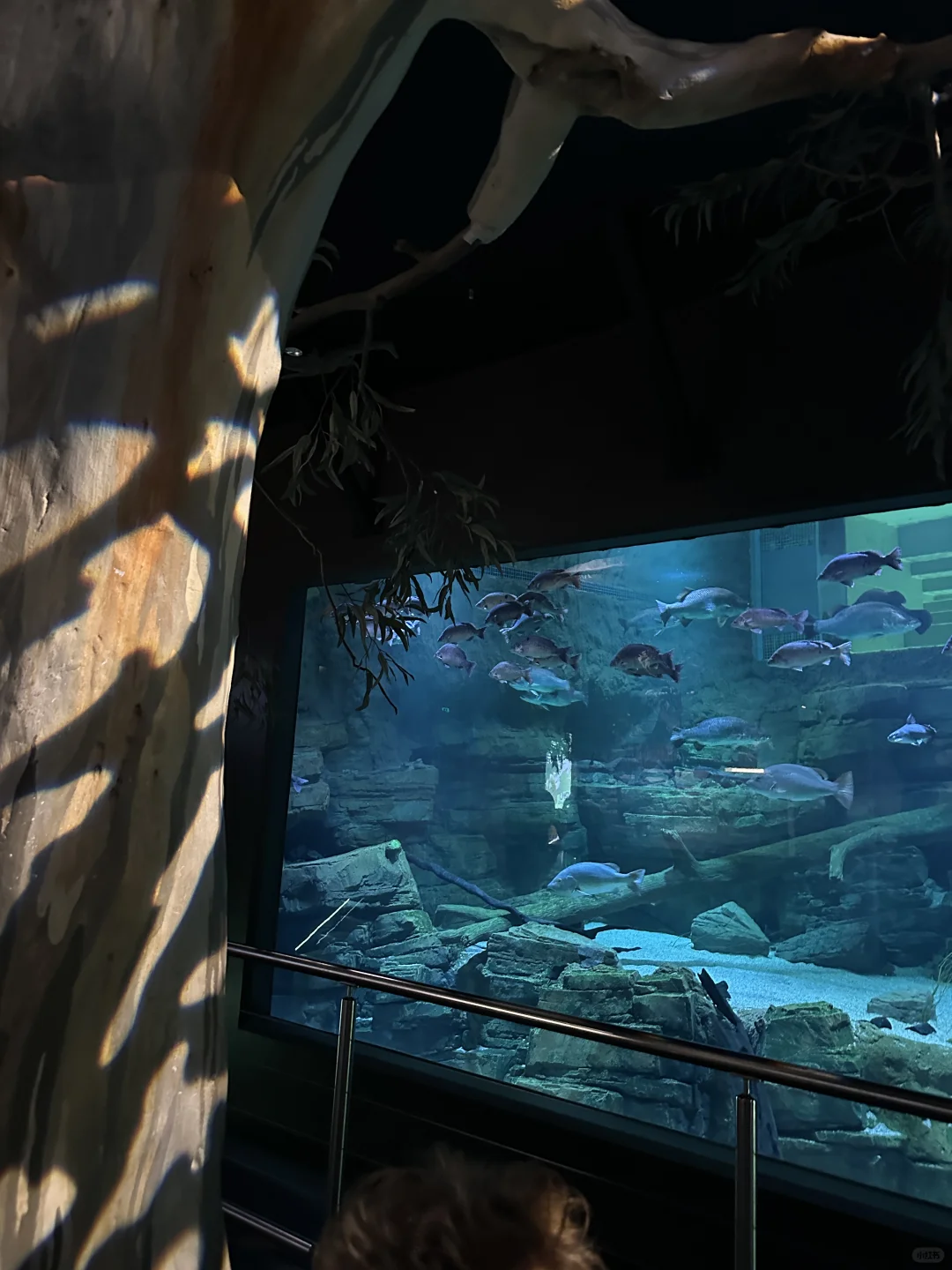 🇦🇺布里斯班｜UQ怎么有4个due要我赶！！