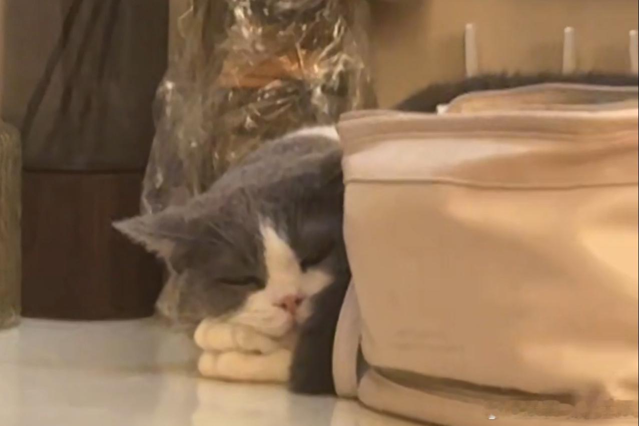 豆芽小狐狸🦊 ​​​