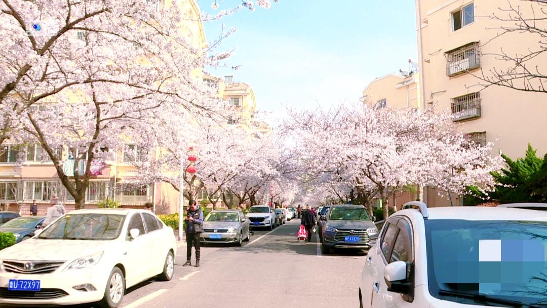 近日，青岛市李沧区唐山路87号翠湖社区内的樱花竞相绽放，吸引了很多市民前去打卡拍