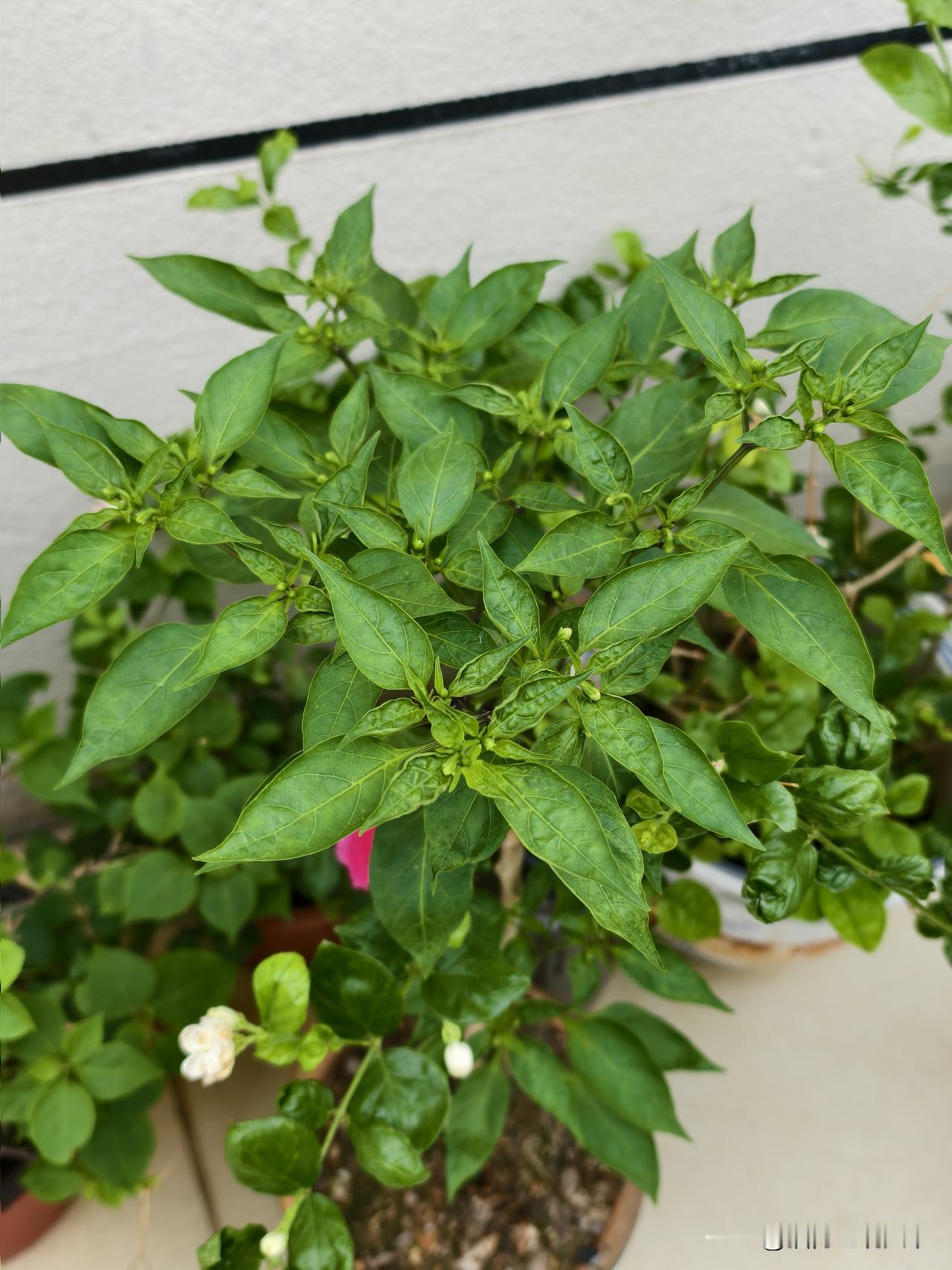 小辣椒🌶不错哟，种起来
