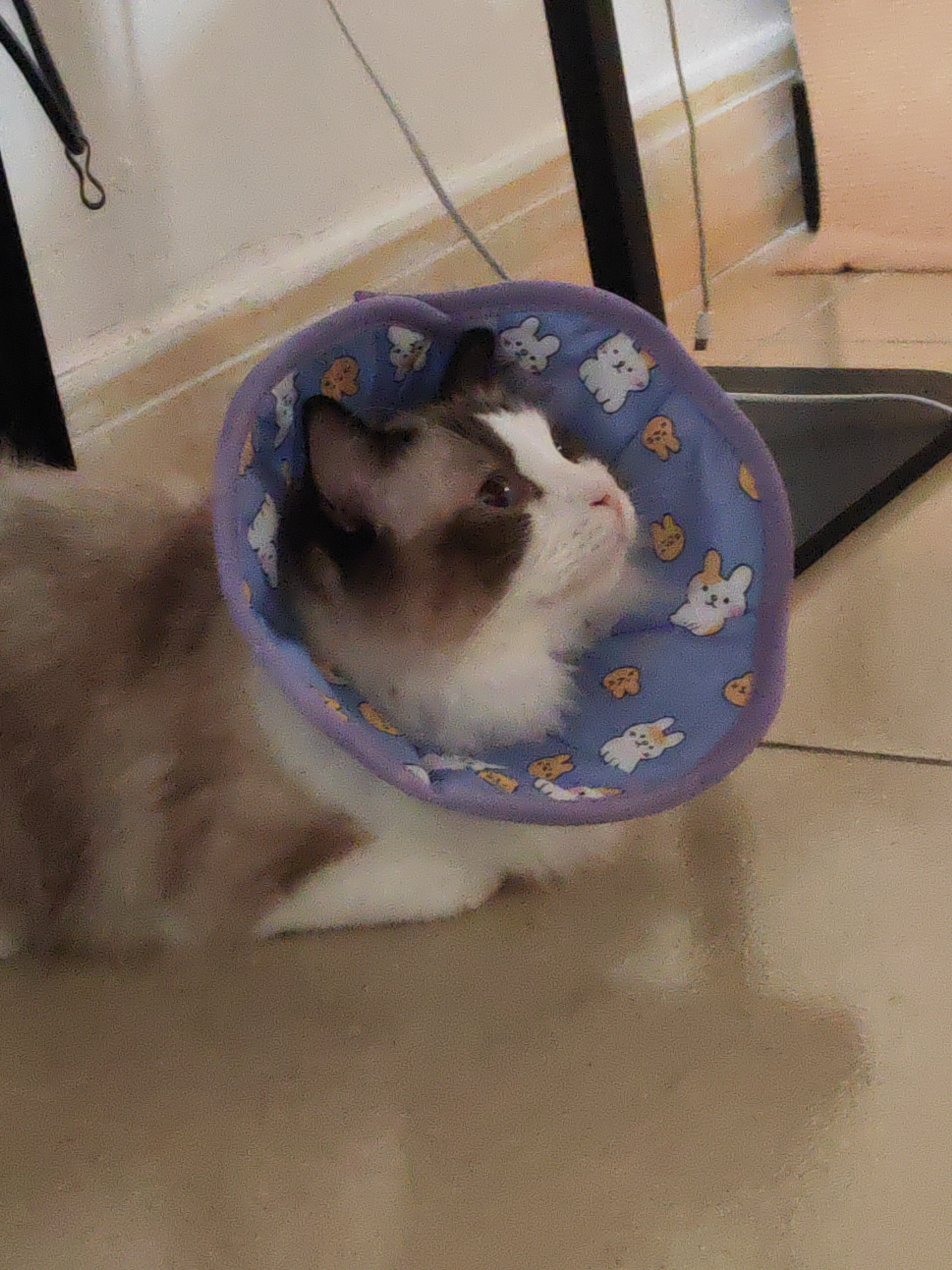 睡个午觉吧小猫表示很emo，不嘻嘻