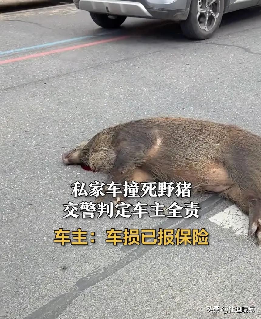 开车撞死野猪，车主被判定全责，原本是个很小的事，竟然在网上吵的热闹非凡。
有网友