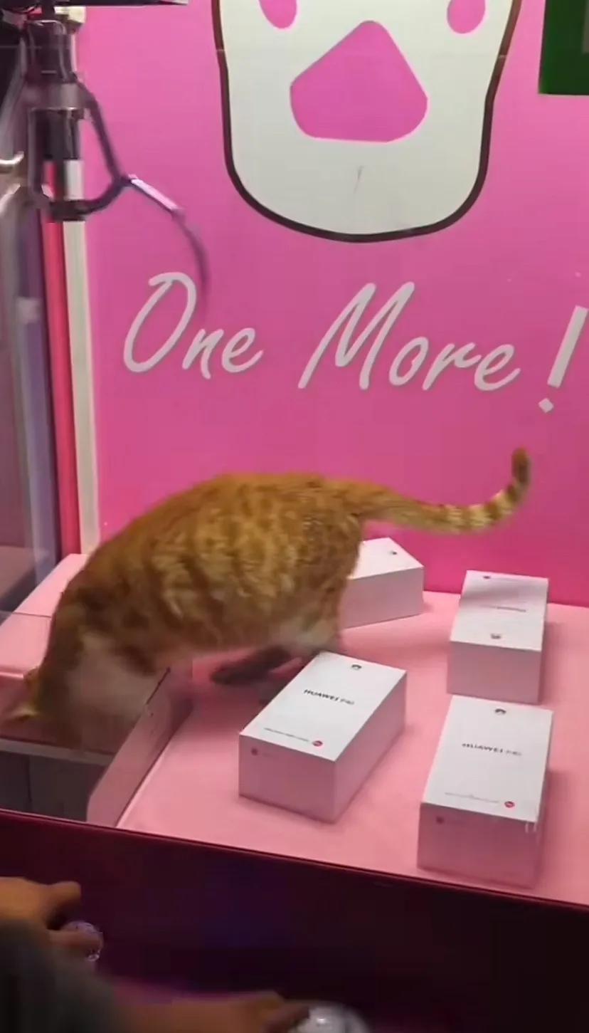 猫咪：吓死宝宝了。