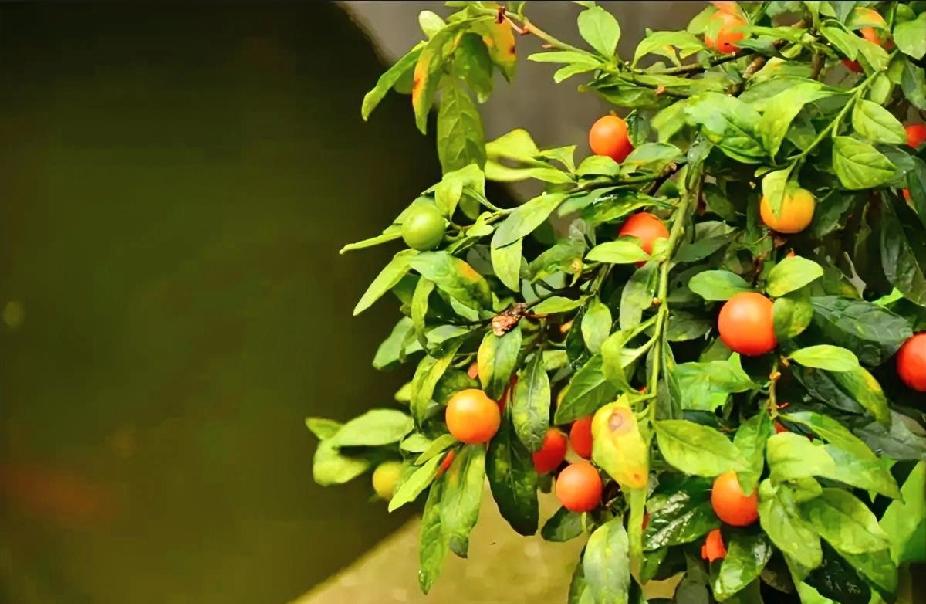 我发现了一个写头条的小技巧，不知道你们用过没有？

头条上创作者千千万，优秀的有
