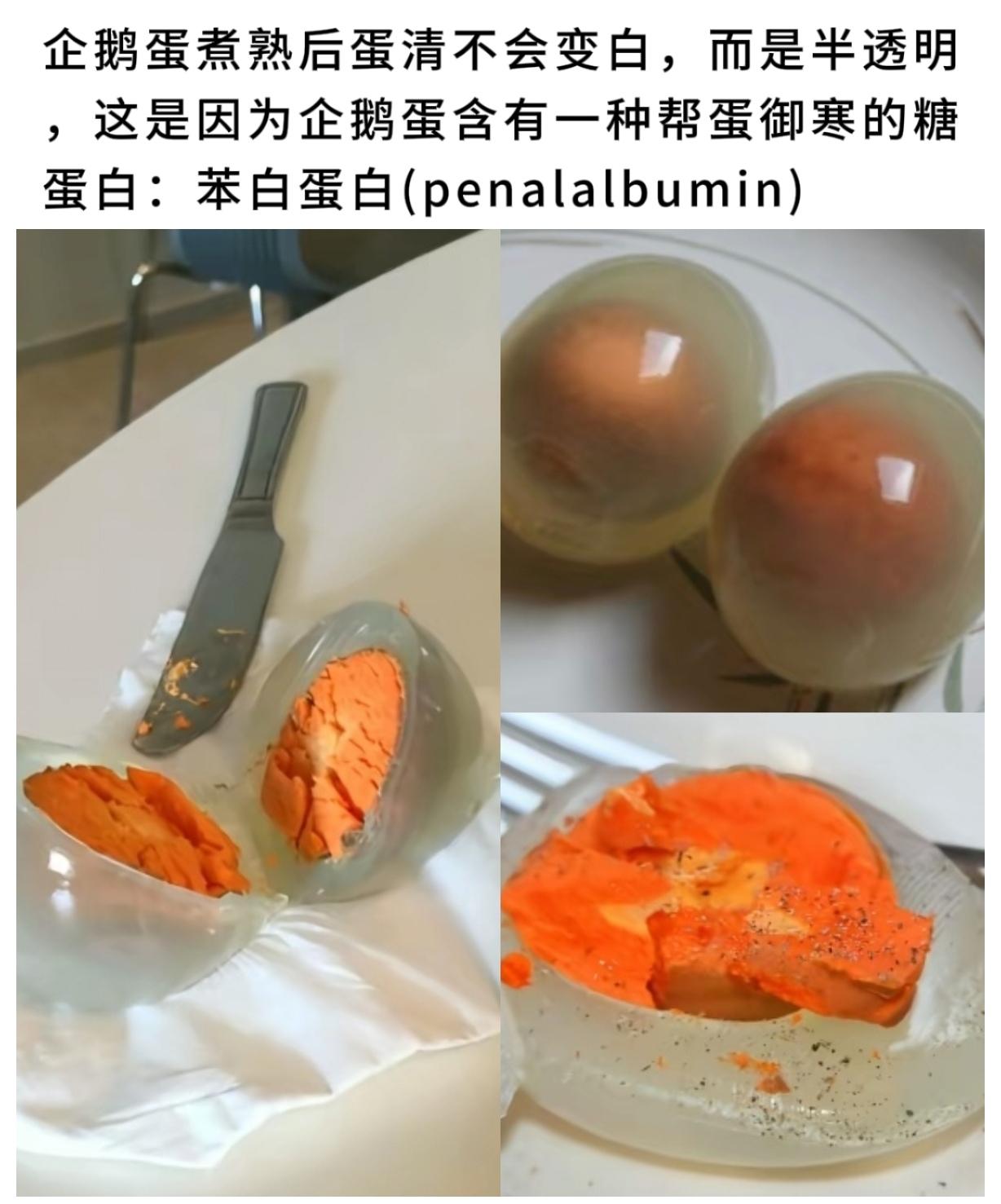 你见过透明的蛋吗？企鹅蛋煮熟后蛋清不会变白，而是半透明。
