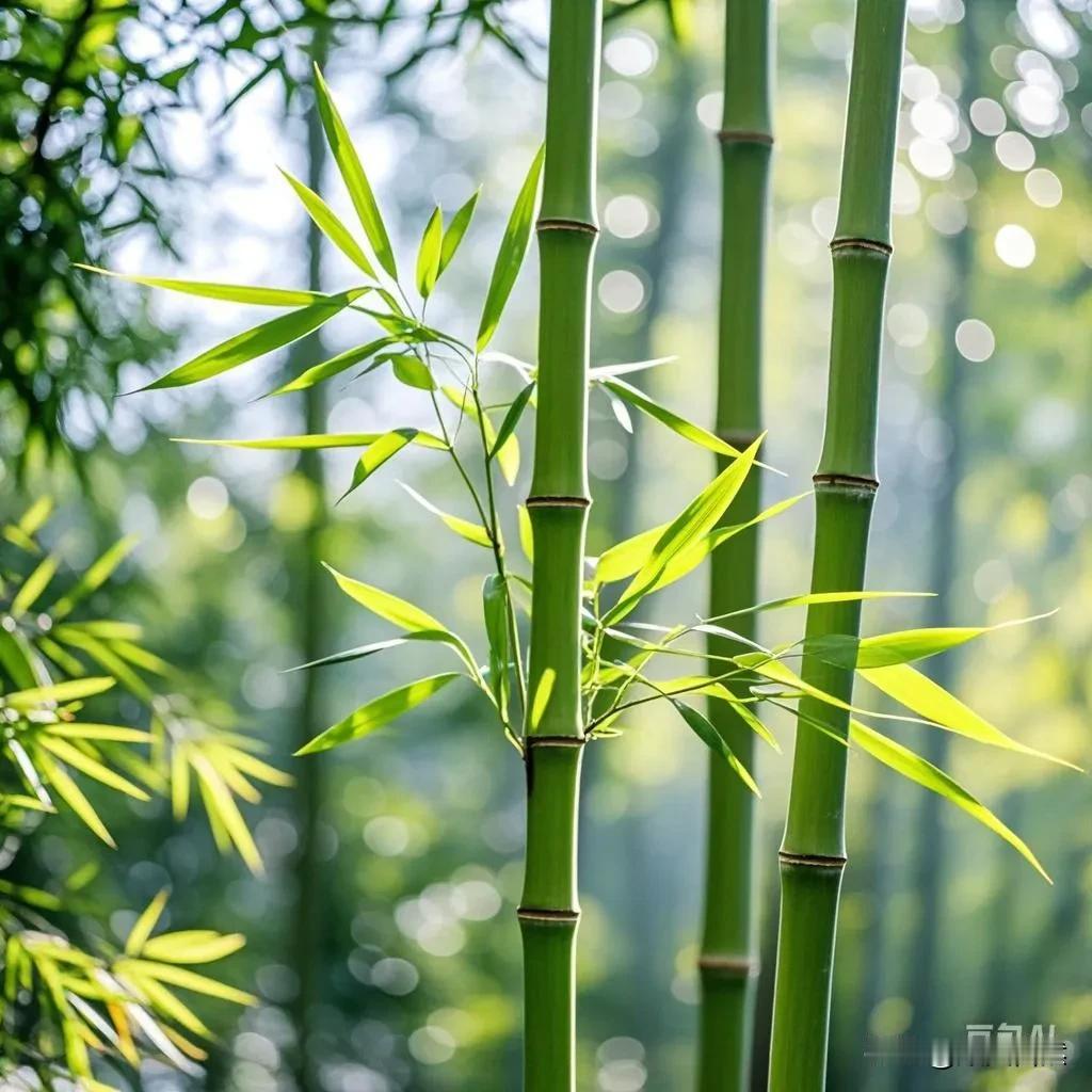 风摇竹叶青。