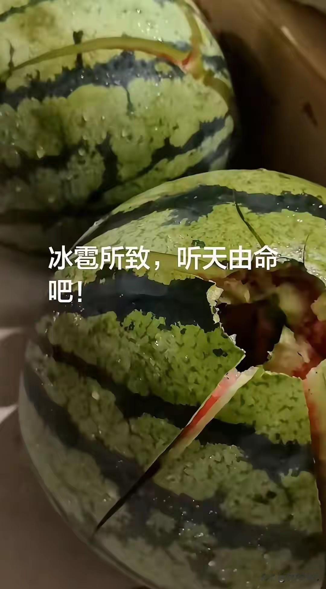 鸡蛋大的冰雹！河北瓜农：我被砸蒙了，七八万没了

讲真，昨天傍晚六点，河北下雹子