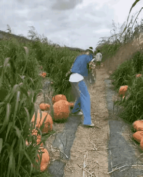 南瓜就是南瓜，硬要把南瓜当凳子，难免摔个屁股疼。