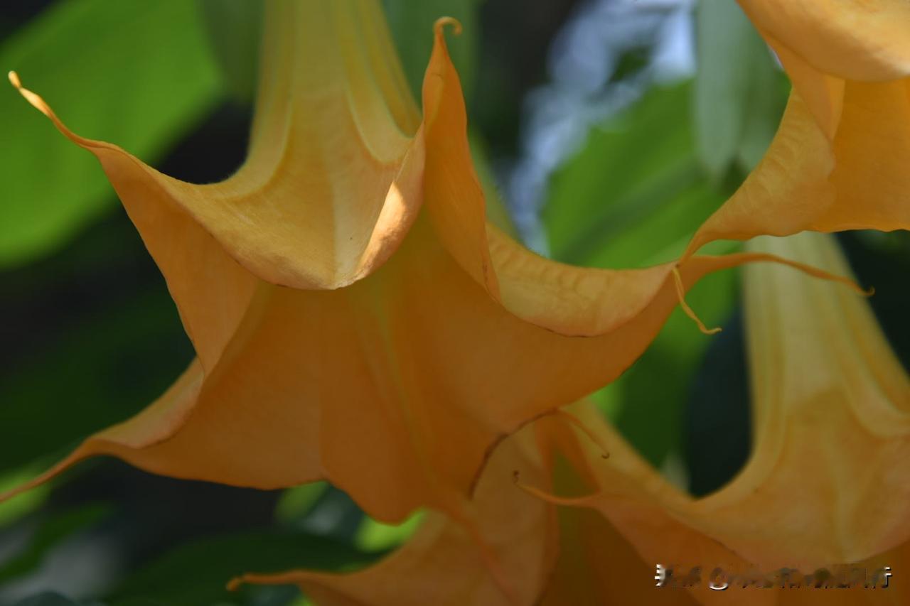 晒图笔记大赛木曼陀罗，因其花型如倒垂的号角，夜间散发甜香，被称为“天使的号角”或