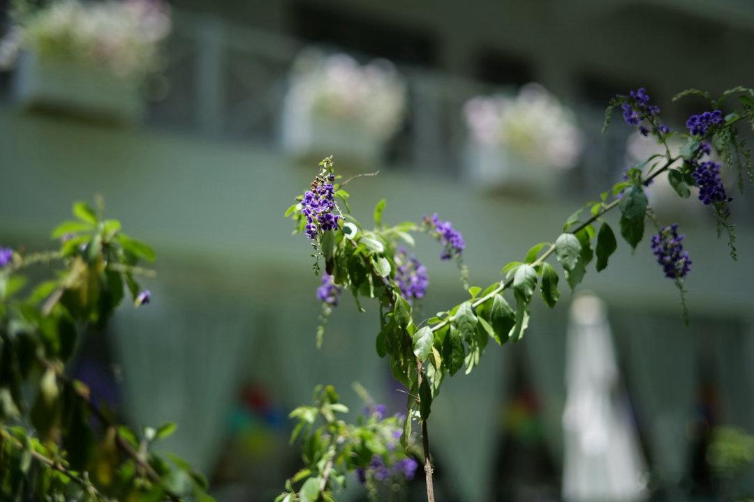 大暴雨过后又是蓝天白云的开始夏天蓝天白云 广州城 松下S9 铭匠50 1.8 佛