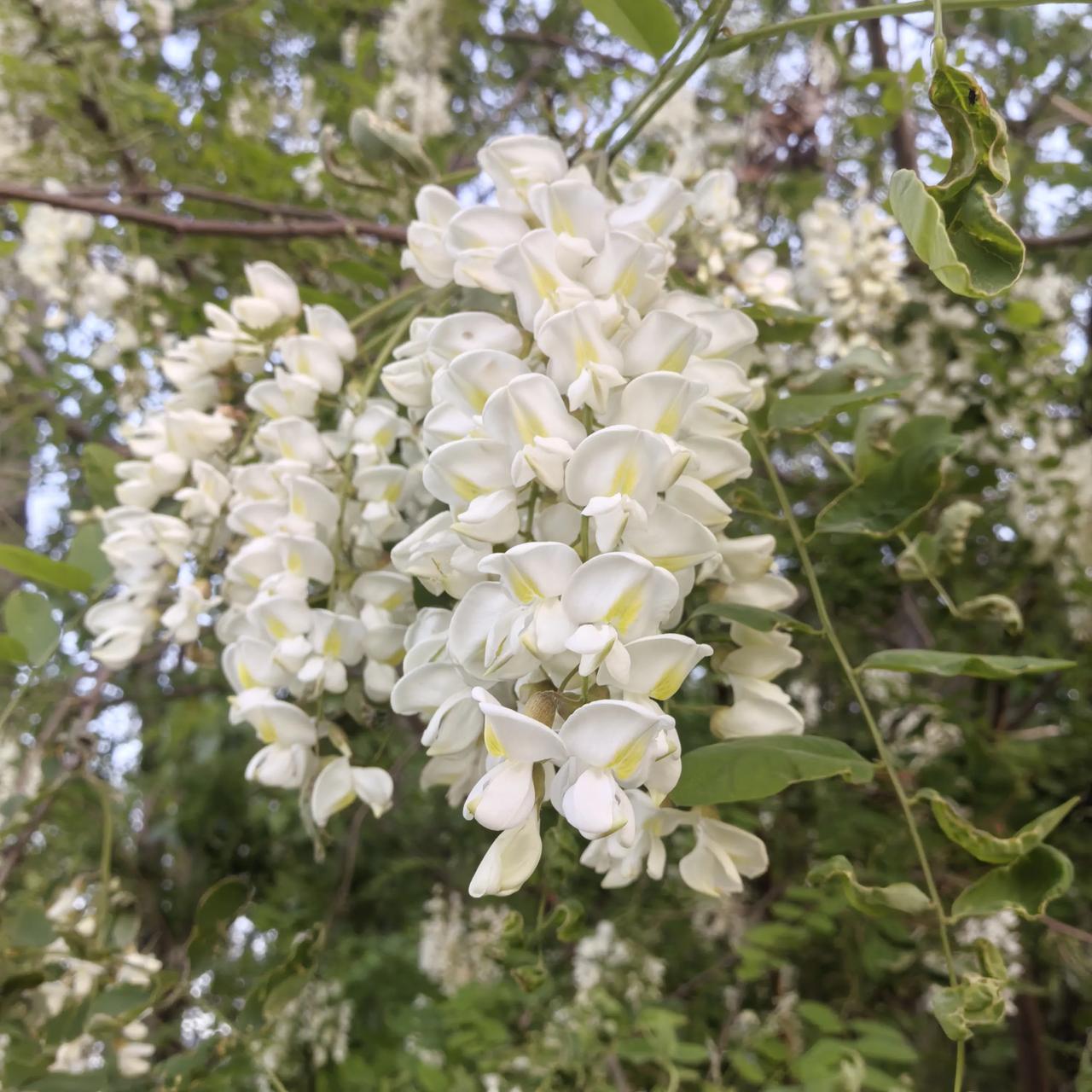 《槐花恋》
琼雪垂枝簇簇新，半藏青碧半窥人。
香凝玉蕊藏风骨，影落青阶避世尘。
