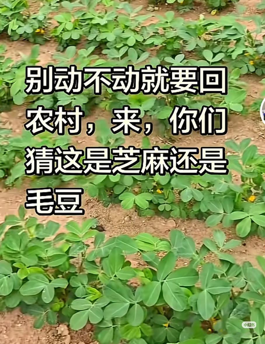 猜一猜！
朋友们：
请大家都来说说吧！

别动不动就要回
农村，来，你们
猜这是