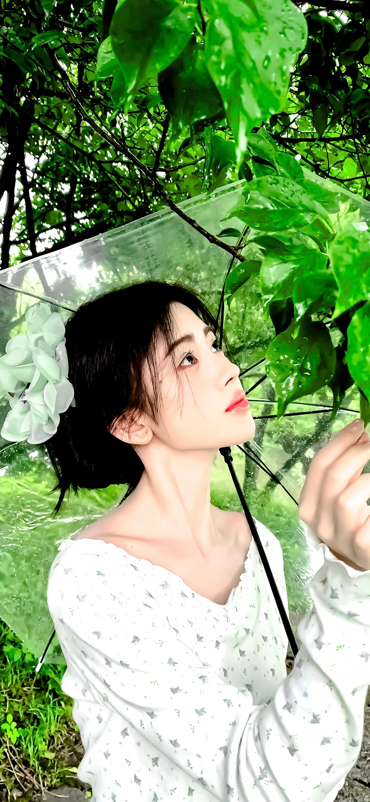 雨下不停咯鞠婧祎 ​​​
