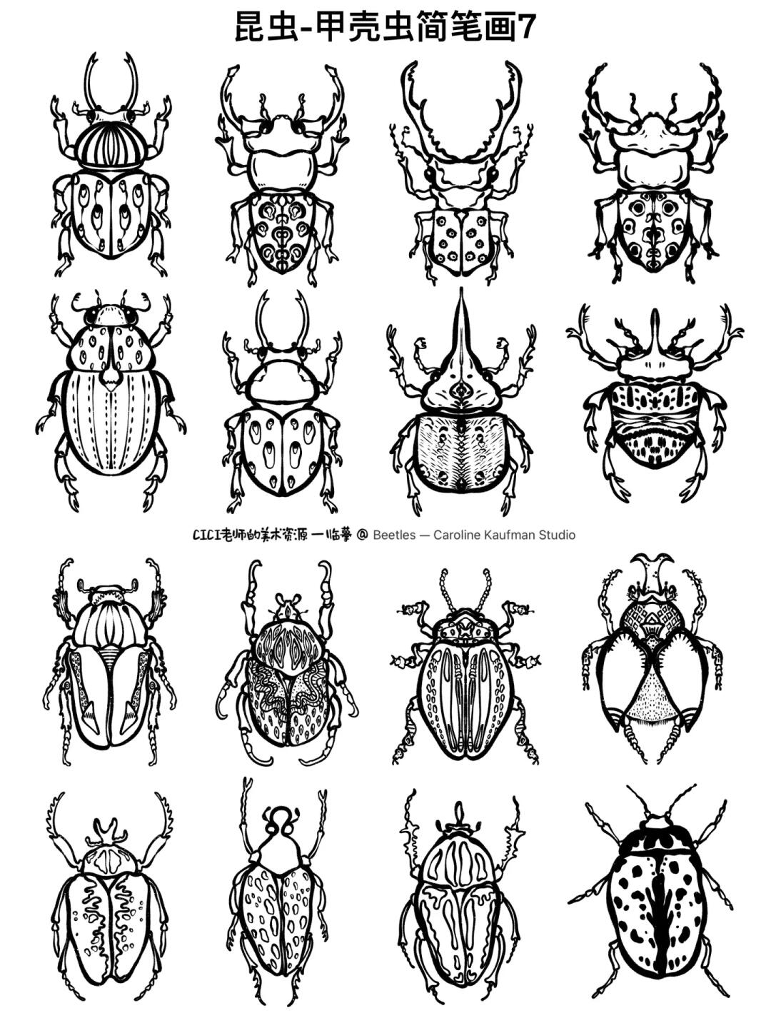 昆虫-甲壳虫｜简笔画7