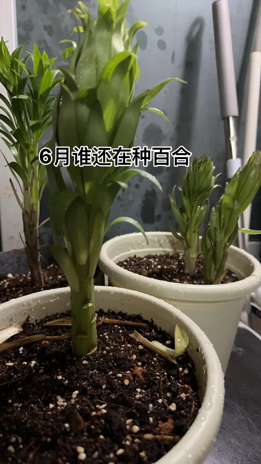 是我是我