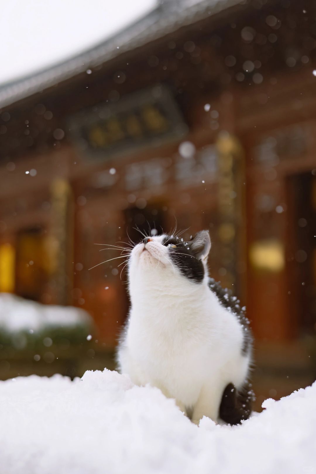 哦，下雪了
