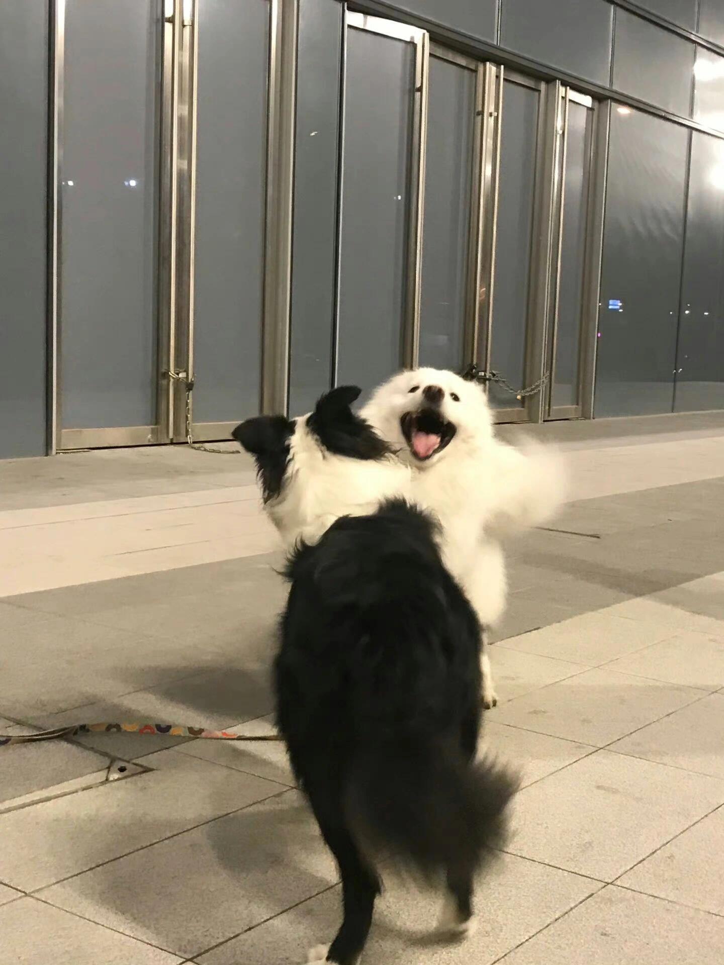 好朋狗见面 