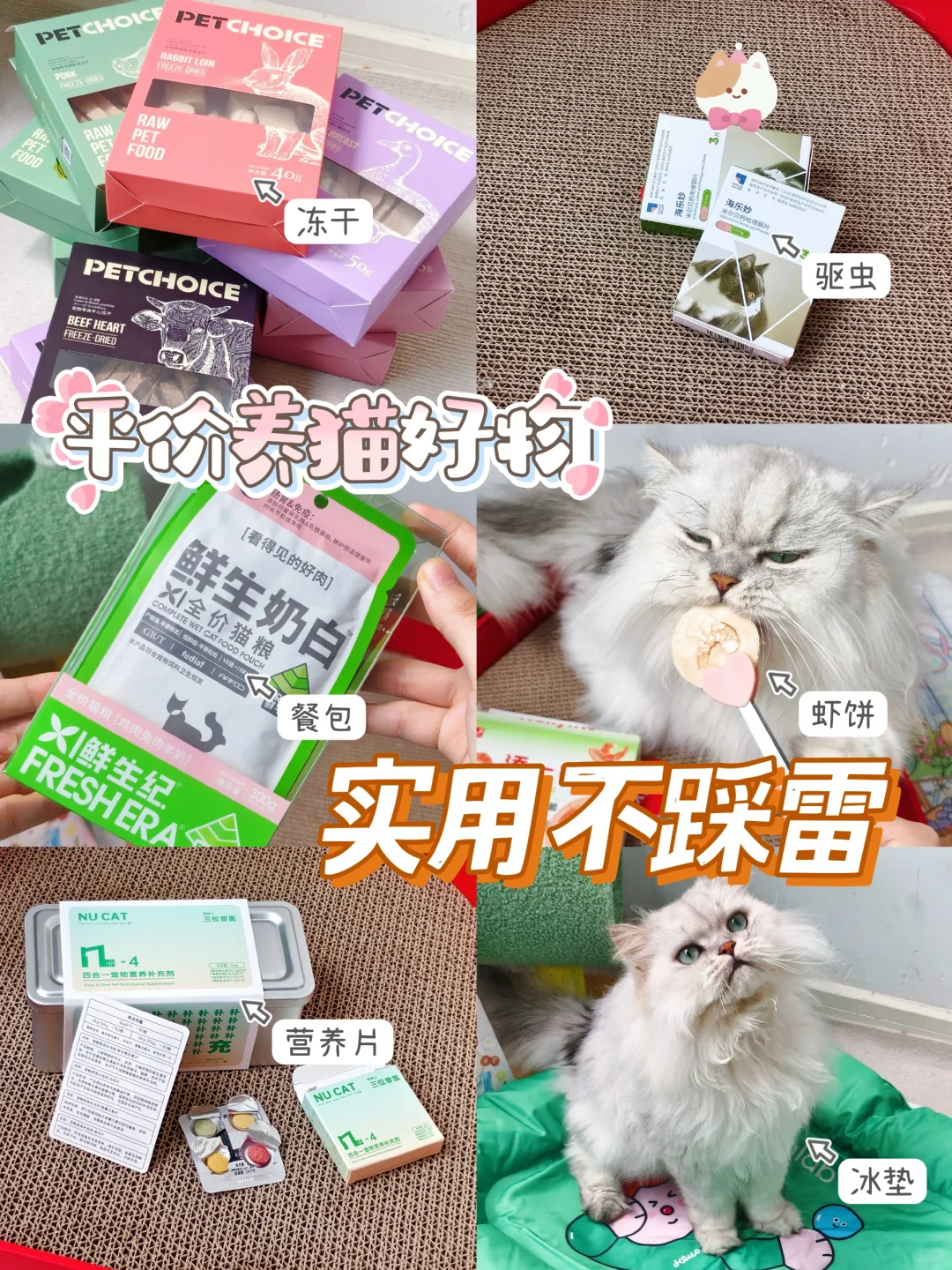 花小钱养好猫|低成本养猫我悟了