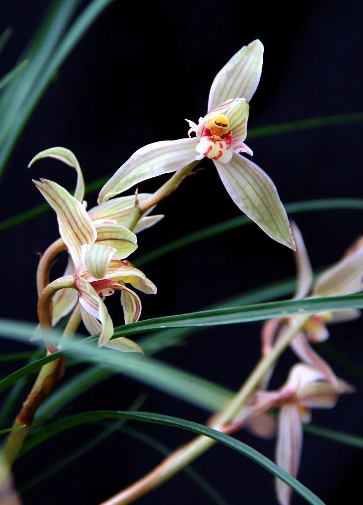 对联挑战，望赐墨留香。
[微风][微风][微风][微风][微风]
上联：幽兰无人