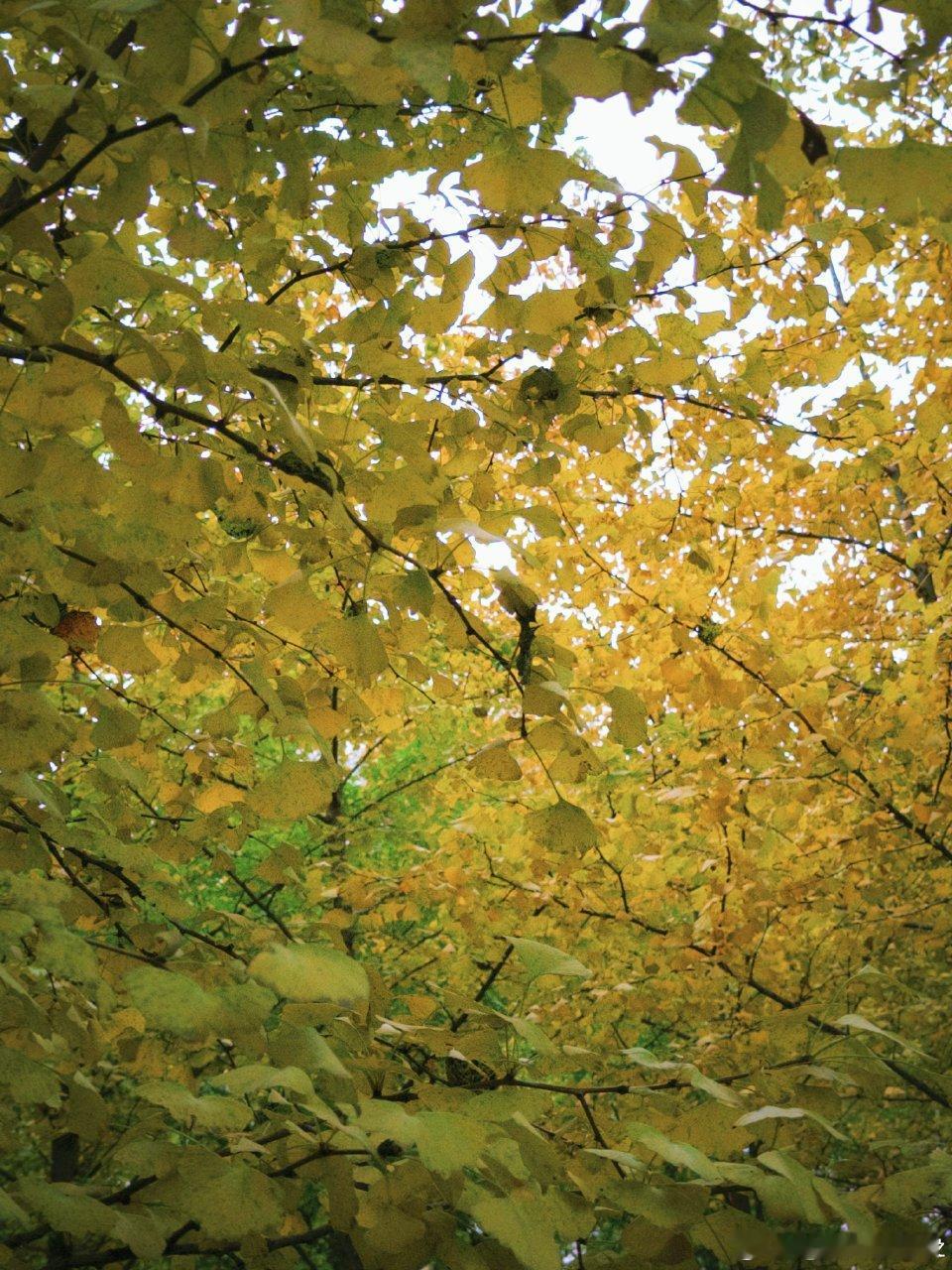 张凌赫银杏树林营业照，是谁的秋季男友这么帅！！🍂 