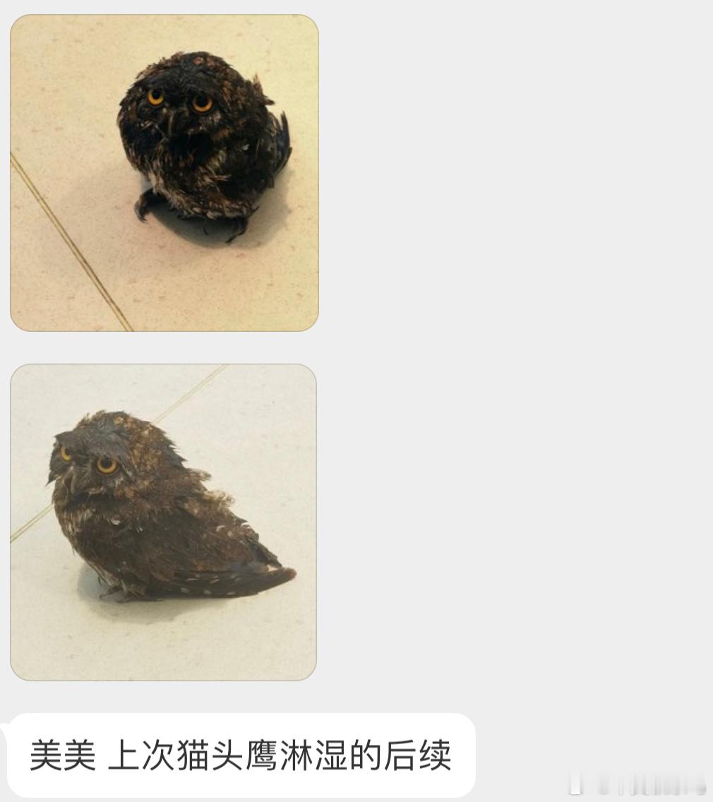 淋成落汤鸡的【红角鸮】🦉表情好委屈啊🙊 ​​​
