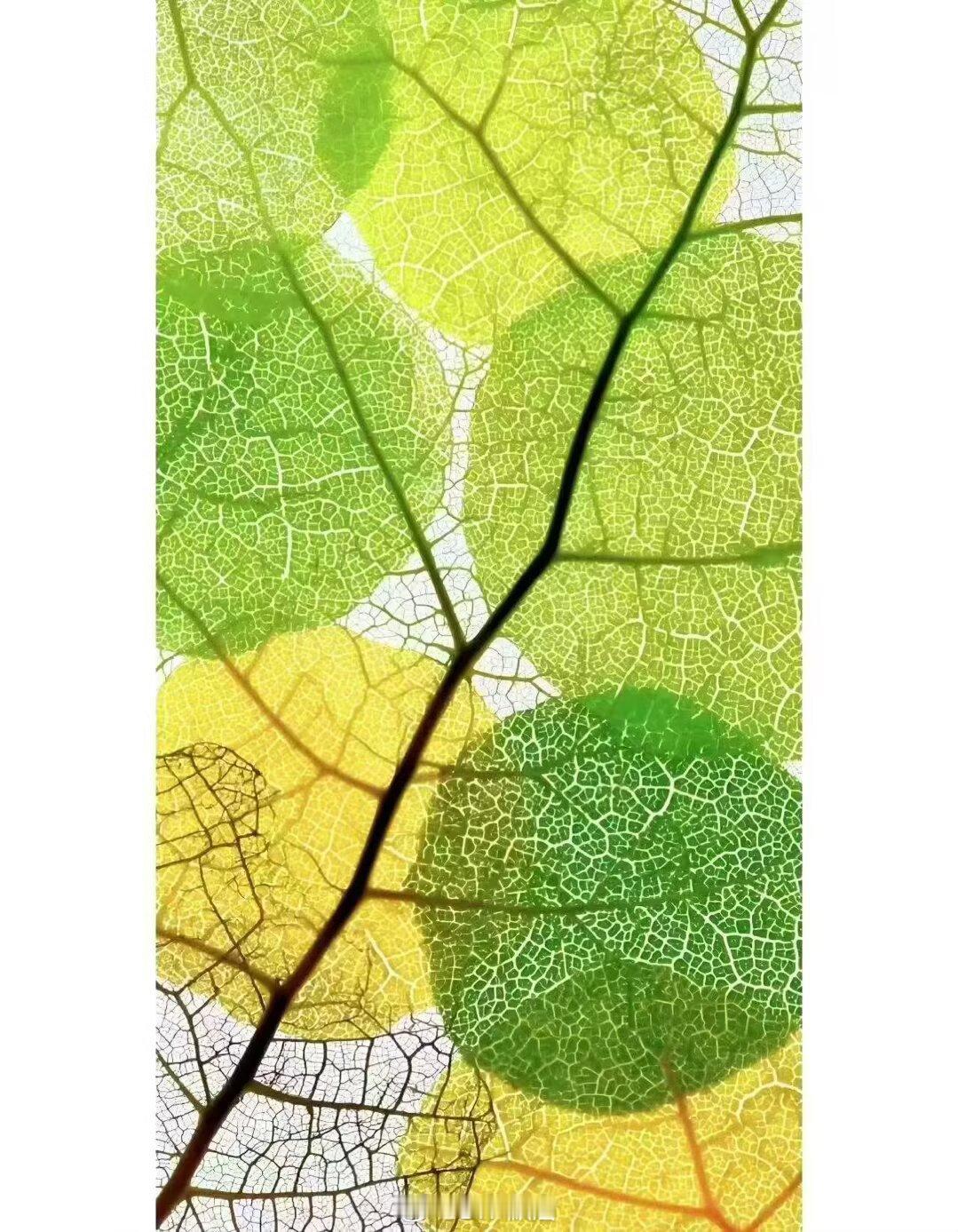 价格是你付出的，价值是你得到的。——巴菲特降的是价格，不是价值。壁纸手机壁纸iP