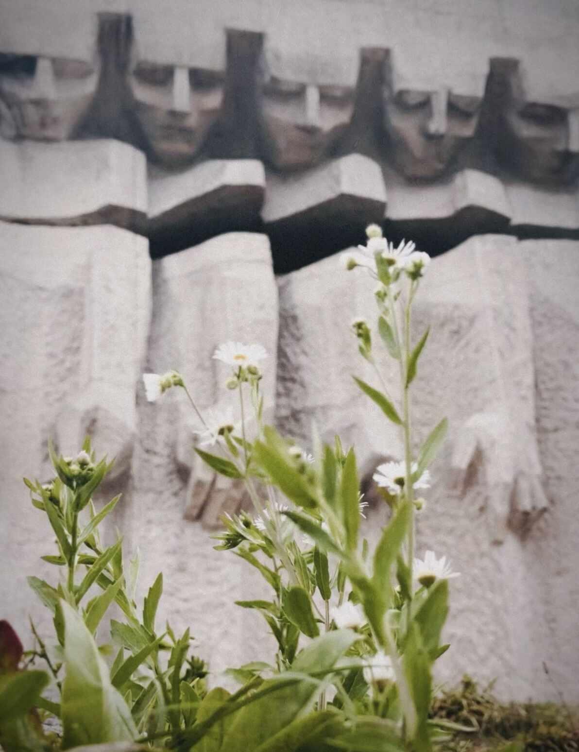 被风穿透的伤疤🕯️普拉绍夫粗野主义纪念碑
1942 年，纳粹铲平了两片犹太墓园