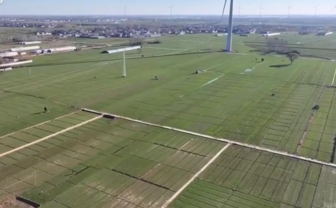 春日麦田绿意盎然，正是小麦返青管护的关键期。植保无人机腾空而起，旋翼飞转间，叶面