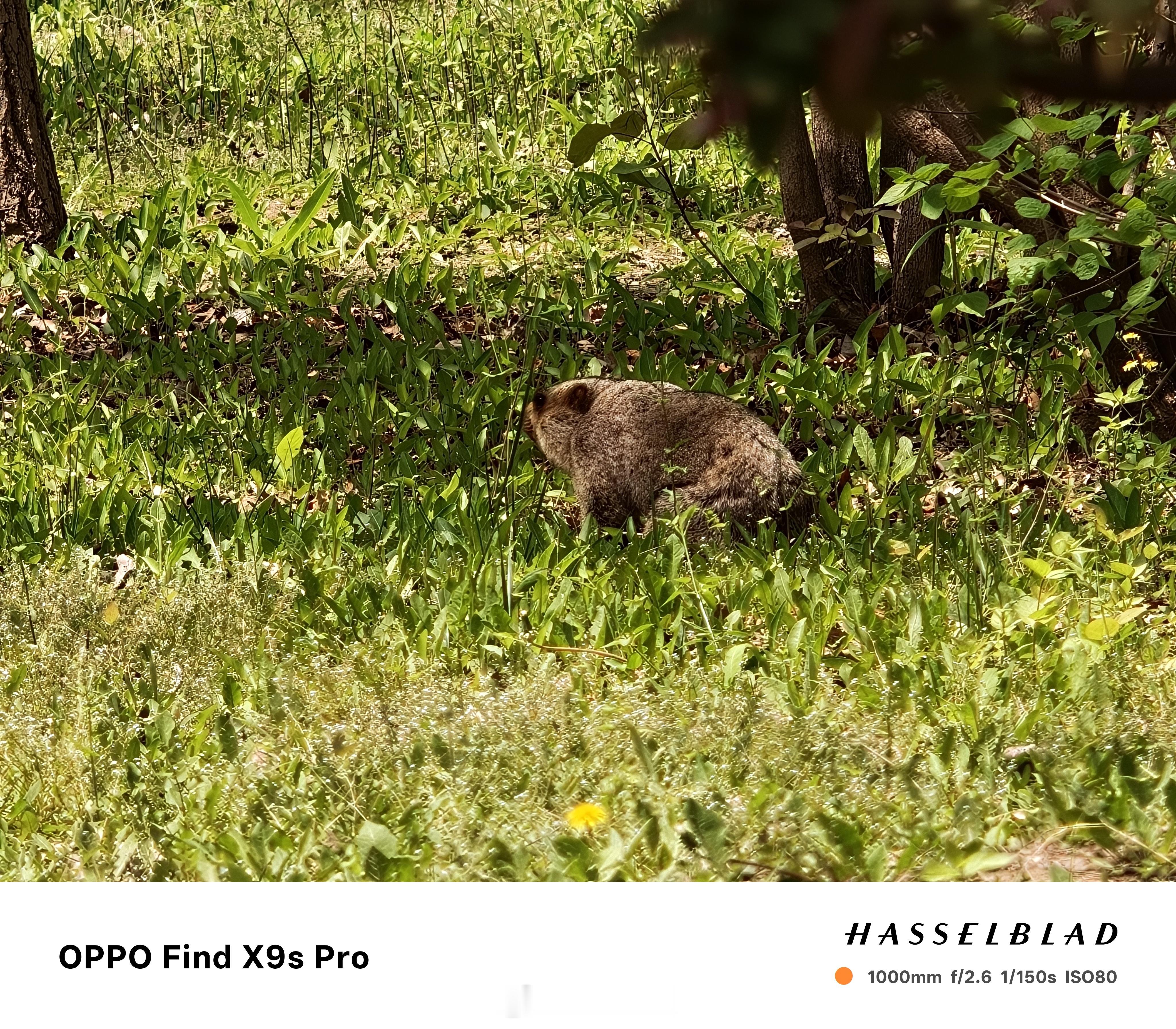 用OPPO Find X9s Pro哈苏增距镜拍到了一只土拨鼠！为啥知道这是土拨
