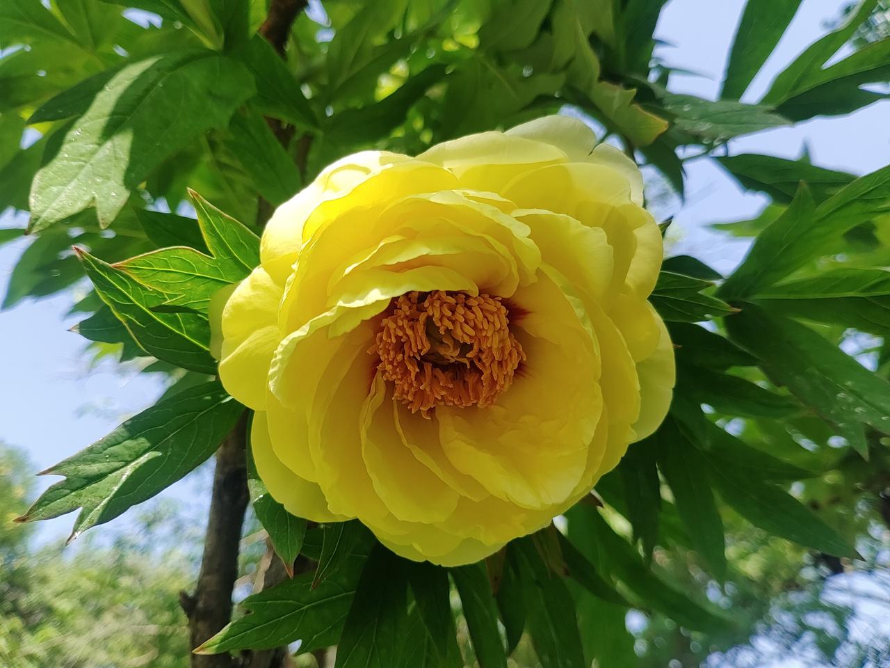 赴一场牡丹之约，
赴一城春日温柔。
洛阳牡丹，果真名不虚传，
国色天香，不负盛名